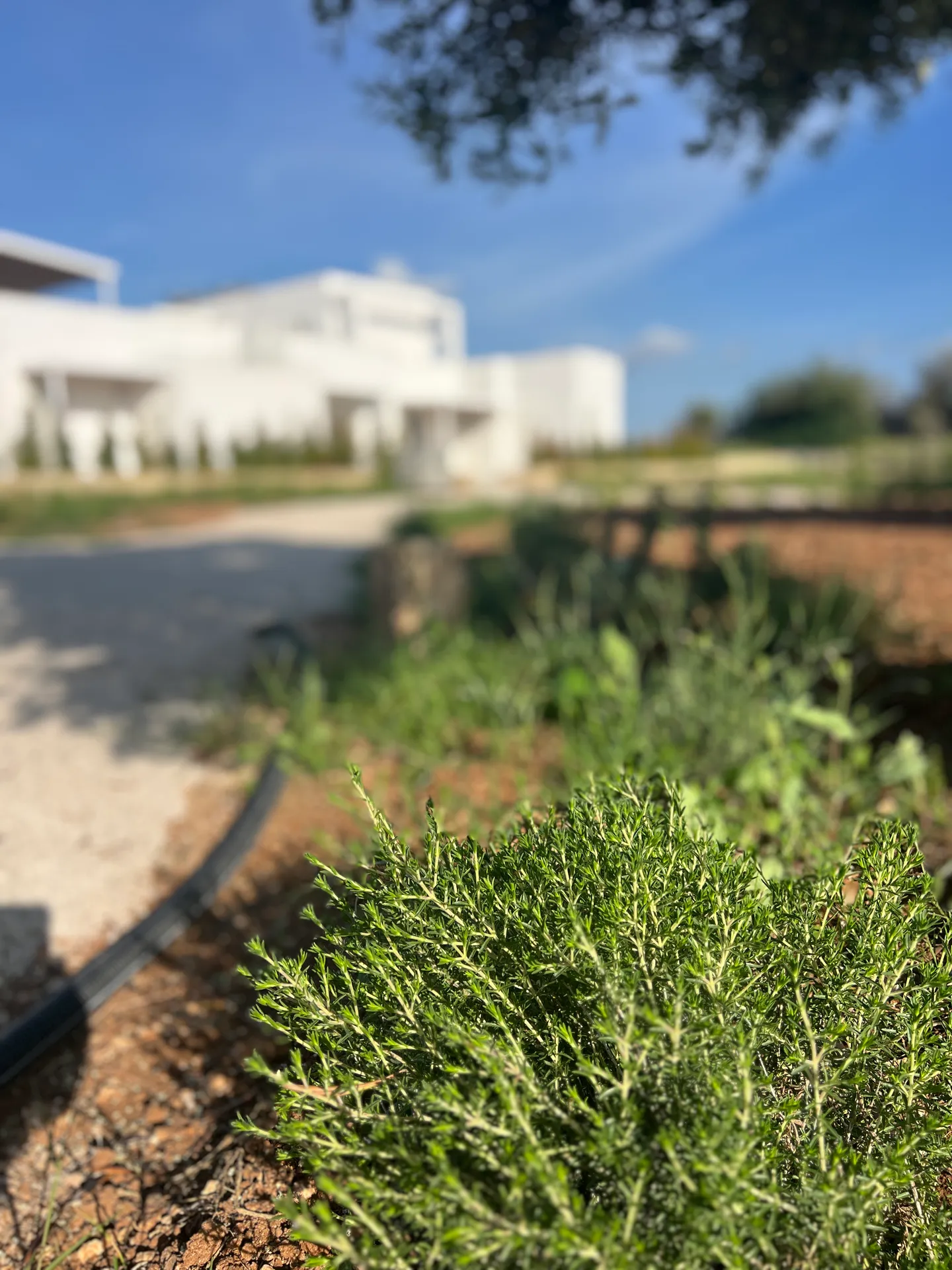Masseria l'Ulìa